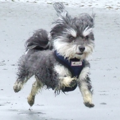 Kato in WA running along the beach cropped