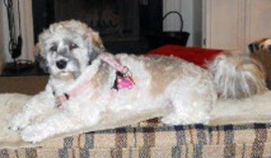 Jackie on couch 2011