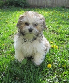 Ozzy sitting