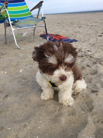 teddy in NJ on the beach