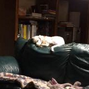 Iggy asleep on the sofa - resized