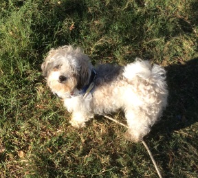 Billy in FL new pic on lawn2 resized