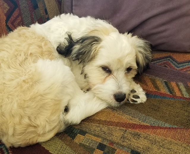 Davey in CA 2018 sofa do not disturb