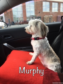 murphy car ride resized