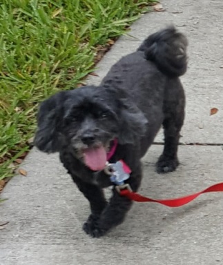 Roxy in FL on walk resized