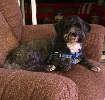 mojo in FL 2019 chair new photo cropped