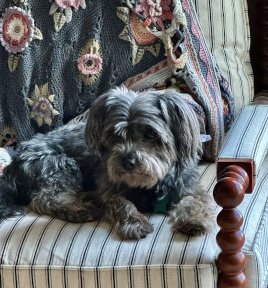 Millie in SC Chair Resized