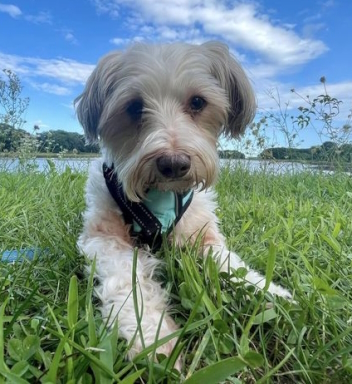 Peanut in ME laying in grass cropped Resized