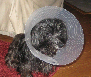 missy_after_surgery_1.jpg